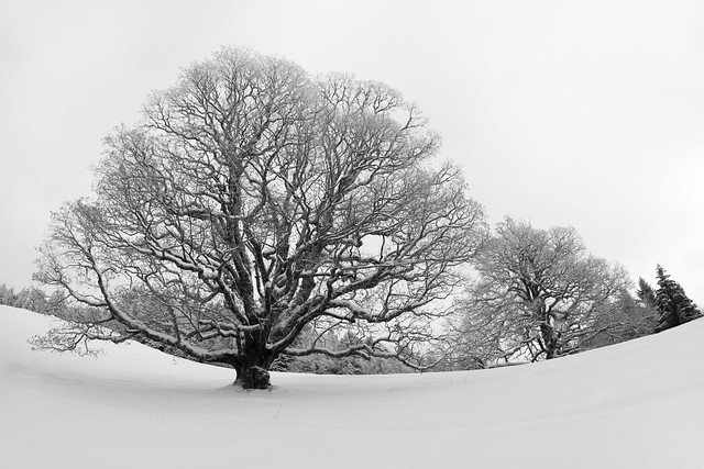 Winter Tree ... I