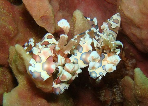 Triton Bay