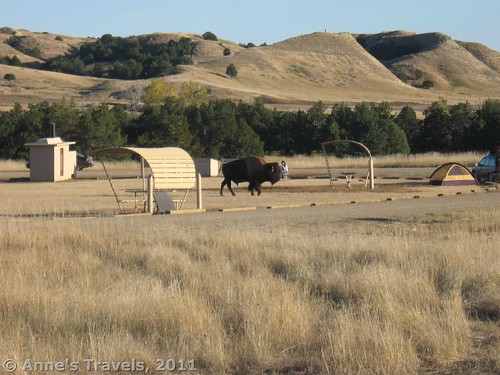 A bison at the Sage Creek Campground in Badlands National Park, South Dakota