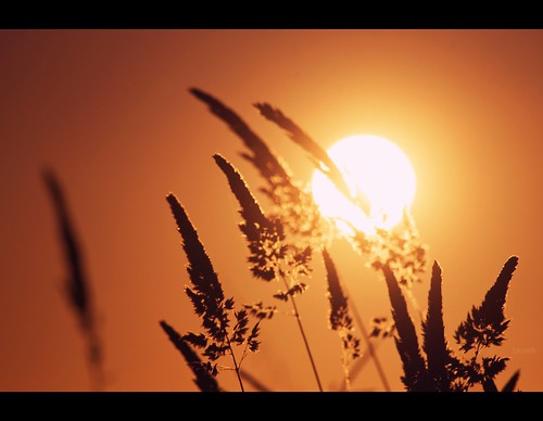 sunset newzealand orange sun beach nature silhouette digital canon nz dslr aotearoa movements palnts waitarere eos400d