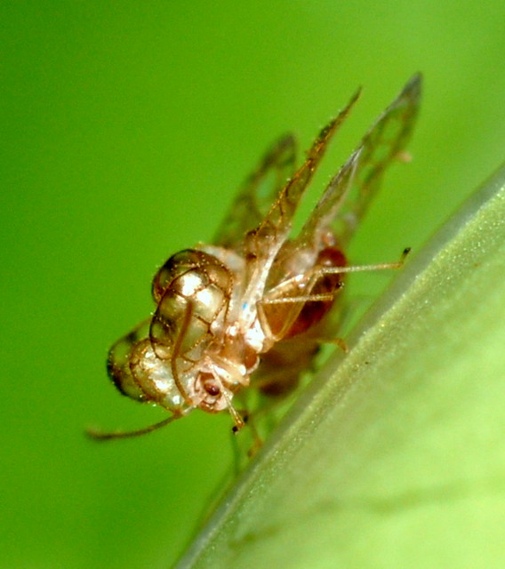 A discovery - Very strange insect - Bubble fly - 3