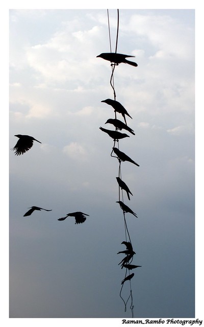 Holi Celebration 2014 - Crows online .. :D