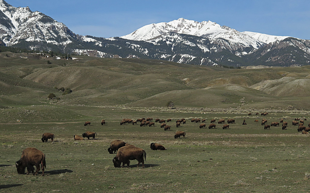 Bison and Electric Peak at the North Entrance of Yellowstone