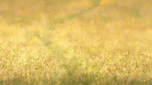 morning wild flower green field grass foot dawn orchids bokeh path sony meadow through buttercups greenwinged boynes worcestershirewildlifetrust