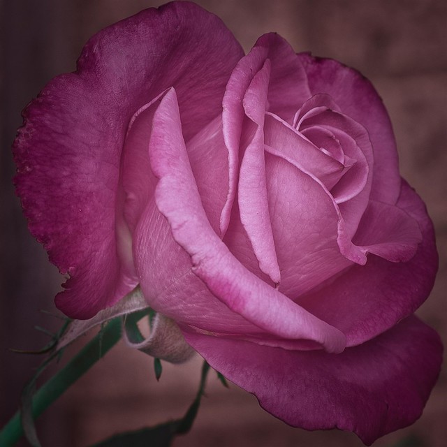 Rose Fragrant Plum 1