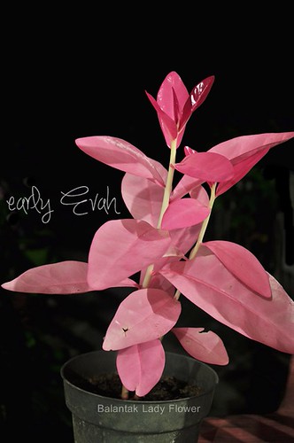 Balantak Lady Flower | by iBerlianaKnarr