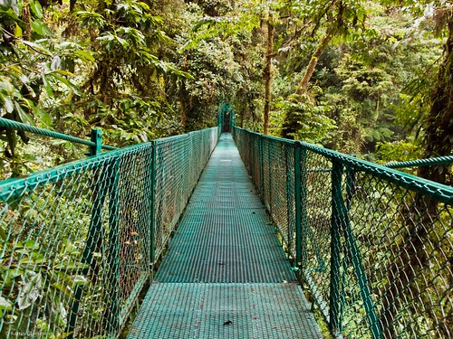november holiday costarica monteverde selvatura 2011 treetopwalkway
