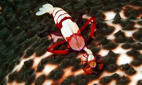 Canale di Lembeh