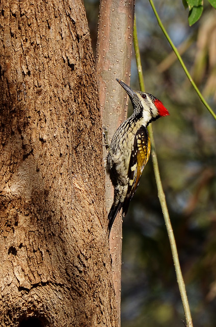 Woody woodpecker  [Nikon D7000] [Nikkor AF-S VR Zoom 70-300mm f/4.5-5.6G IF-ED]