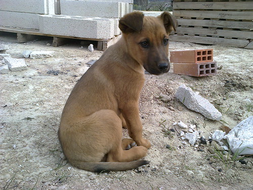 Stray pup. | by Blue Line Dan