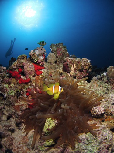 Bohol