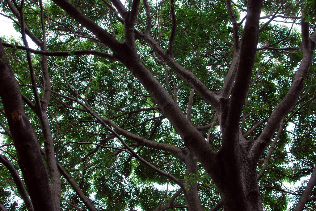 Sydney Botanic Gardens | Ruben Schade | Flickr
