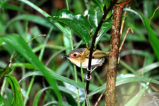 Tororó / Poecilotriccus plumbeiceps / Ochre-faced Tody-Flycatcher | by Luiz Álvaro