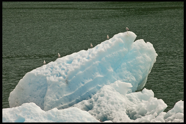 Cold Feet; gulls on ice #1