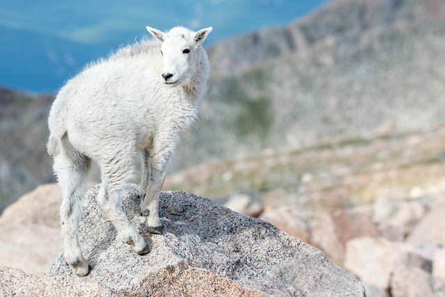 Mountain Goat Kid