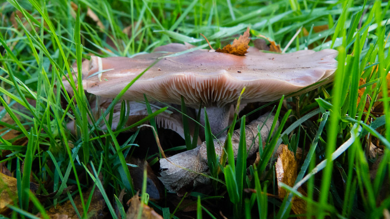 Wood blewit, well grown