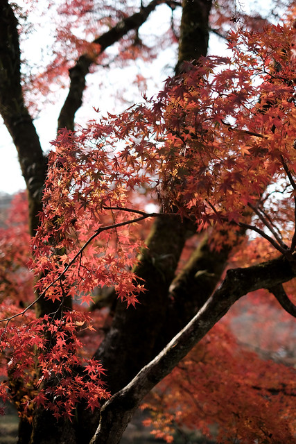 Autumn at the trace4@Koran-kei, near Nagoya