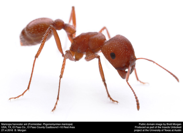 Maricopa harvester ant (Formicidae: Pogonomyrmex maricopa)