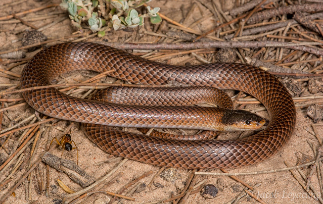 Dwyer's Snake (Parasuta dwyeri)