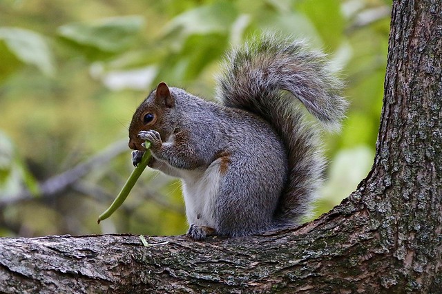Squirrel enjoying lunch
