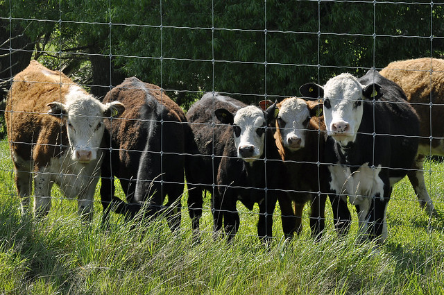 Cattle farm South Island New Zealand