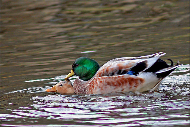 Accouplement de canards colvert - Mating of ducks Mallard