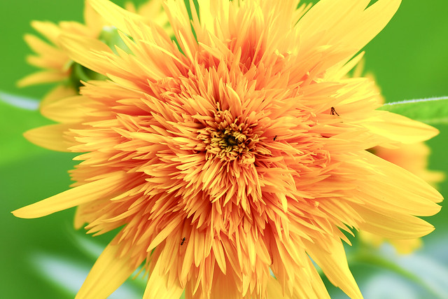 向日葵 sunflower