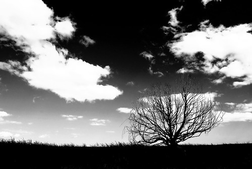sky bw tree monochrome silhouette clouds nikon skies australia monotone deadtree southaustralia murrayriver d60 lakealexandrina milang nikond60 blackwhitephotos blackwhitepics phunnyfotos