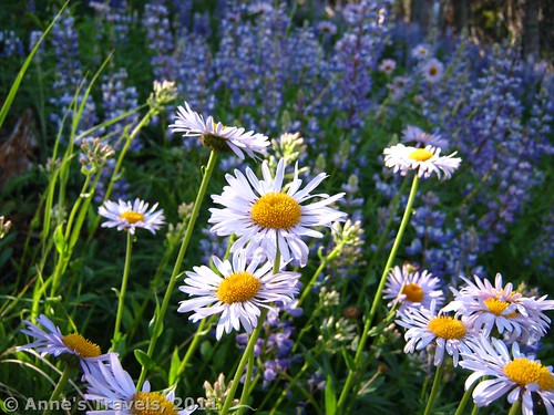 Daisies and lupine along the Summit Trail in Okanogan-Wenatchee National Forest, Washington 