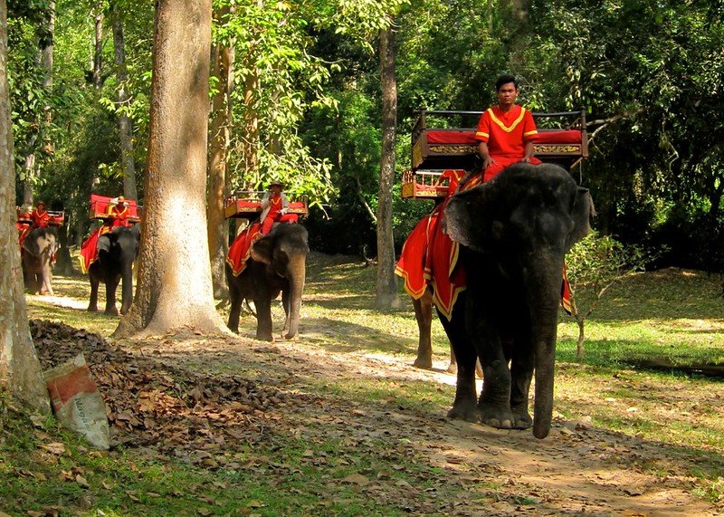 Elephants at Angkor
