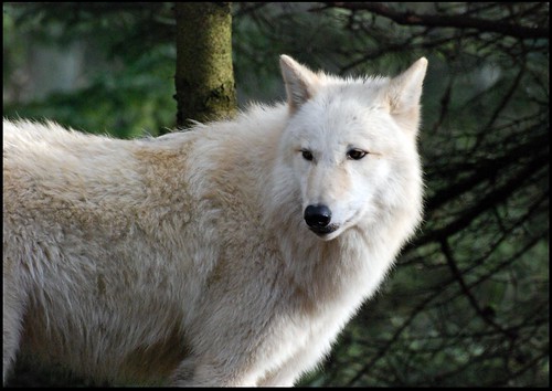 Beautiful Wolves | by zenseas