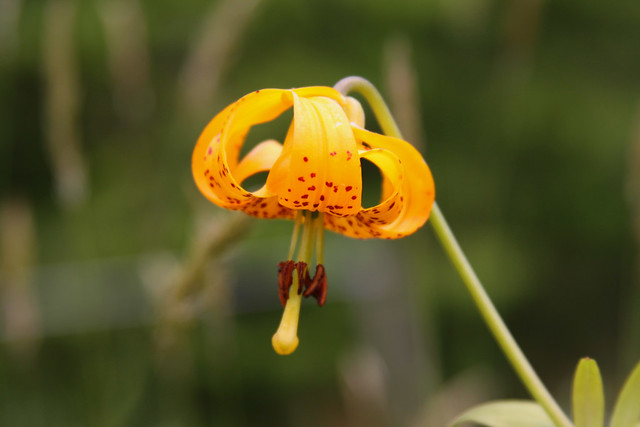 Columbia Tiger Lily (Lilium columbianum), flower