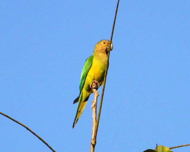 Perico Cara Sucia [Brown-throated Parakeet] (Eupsittula pertinax venezuelae)