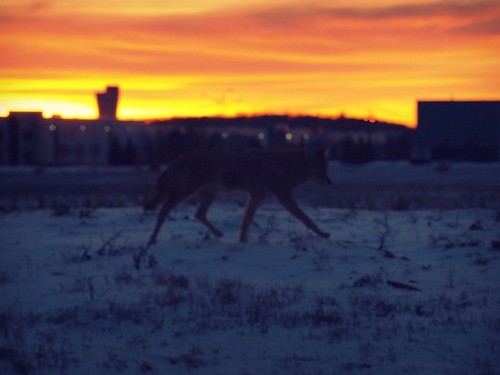 coyote wild sun ontario canada sunrise wildlife rise mississuga