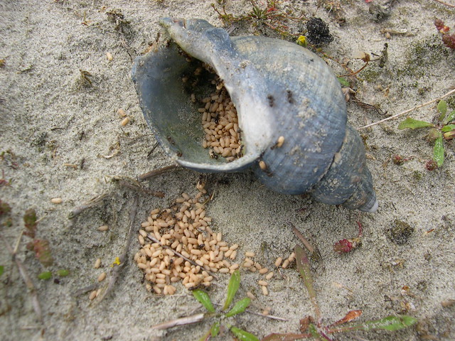 Ant nest in Common whelk / Mierennest in Wulk (Buccinum undatum)