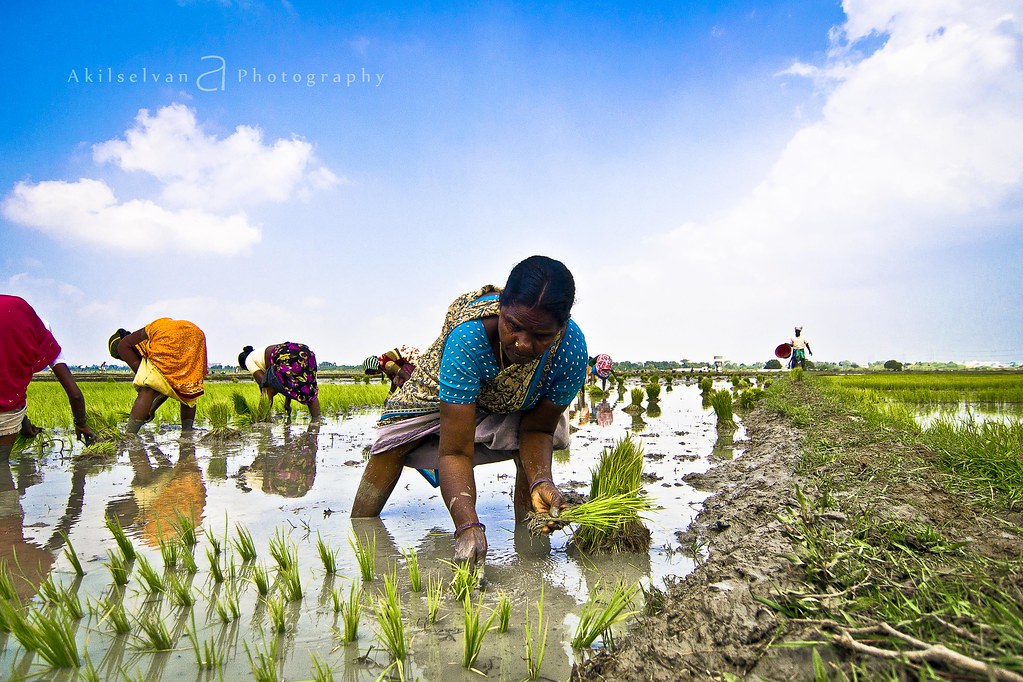 Paddy Cultivation - Monsoon Photography Gallery