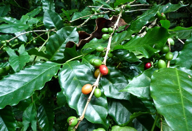 Honduras coffee - low