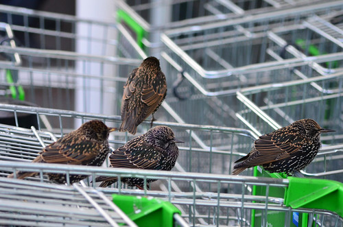 Starlings at ASDA | by John A King