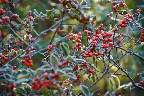 morning red sun ontario canada green nature sunrise landscape nikon october frost berries autunm