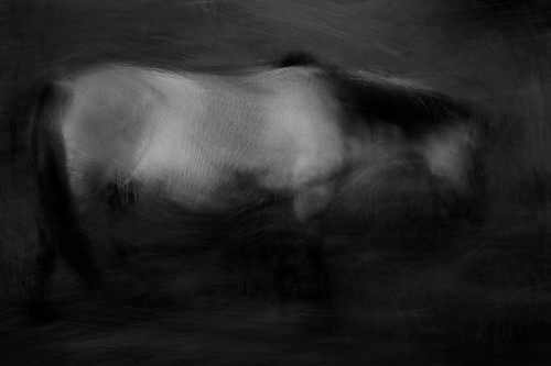 wild horse #2 | by chrisfriel
