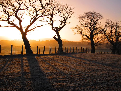 uk trees england tree sunrise dawn cumbria cumberland brampton middlefarm oldchurchlane oldchurchfarm