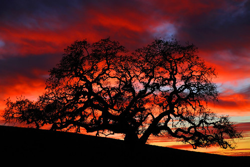 sunset tree night cloudy oaktree sanbenitocounty canon7d