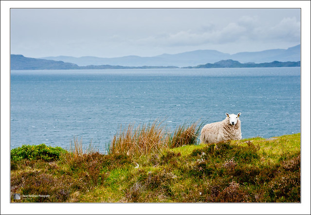 Just a sheep in Torridon