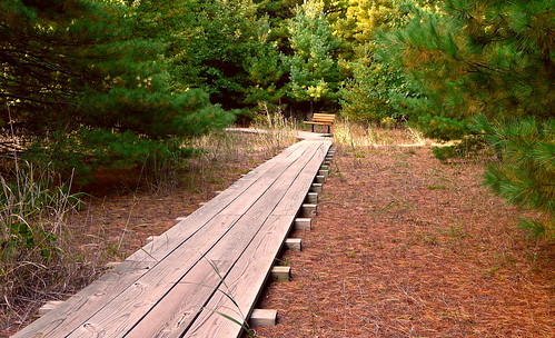 trees nature bench wooden woods path michigan scenic lakemichigan panasonic pines boardwalk needles rosymound grandhaven naturalarea ottawacounty fz18 scenicsnotjustlandscapes jimflix