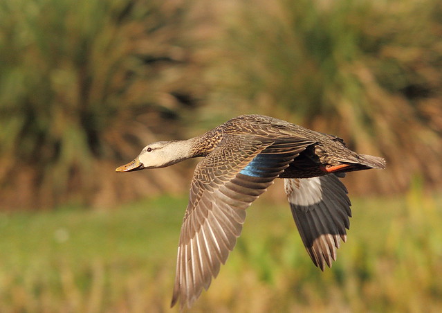 Mottled-Duck-Passing-By