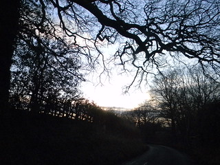 Hedgerow and branches Aldermaston to Woolhampton