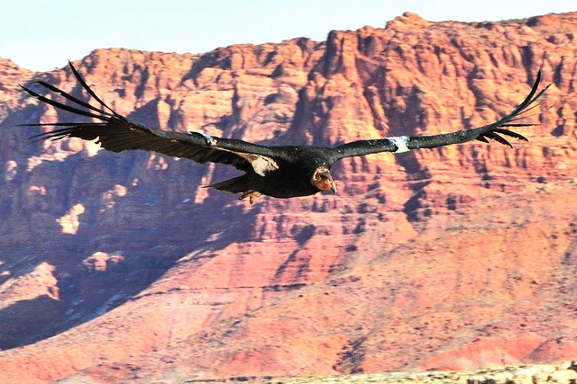Condor flying just above the rim in Marble Canyon