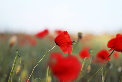 another one of the lushious green and red poppy fields ,… | Flickr