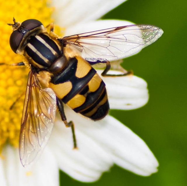 Striped Hoverfly - Helophilus fasciatus