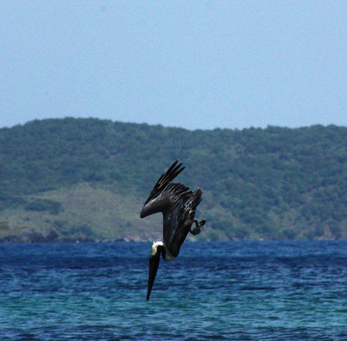 sea bird fishing diving pelican bvi virginislands britishvirginislands